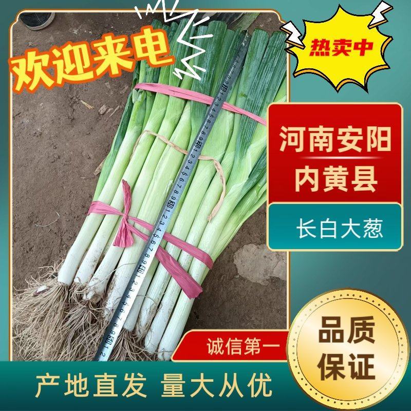 长白大葱大量供应中毛葱净葱切头葱规格齐全对接市场档口商超