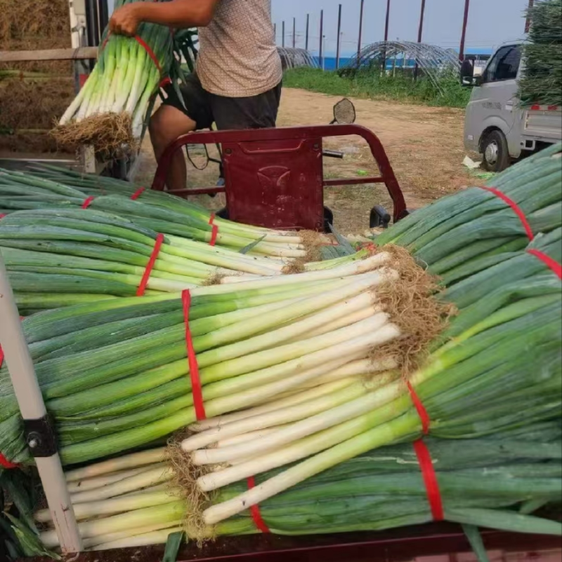 长白大葱大量供应中毛葱净葱切头葱规格齐全对接市场档口商超