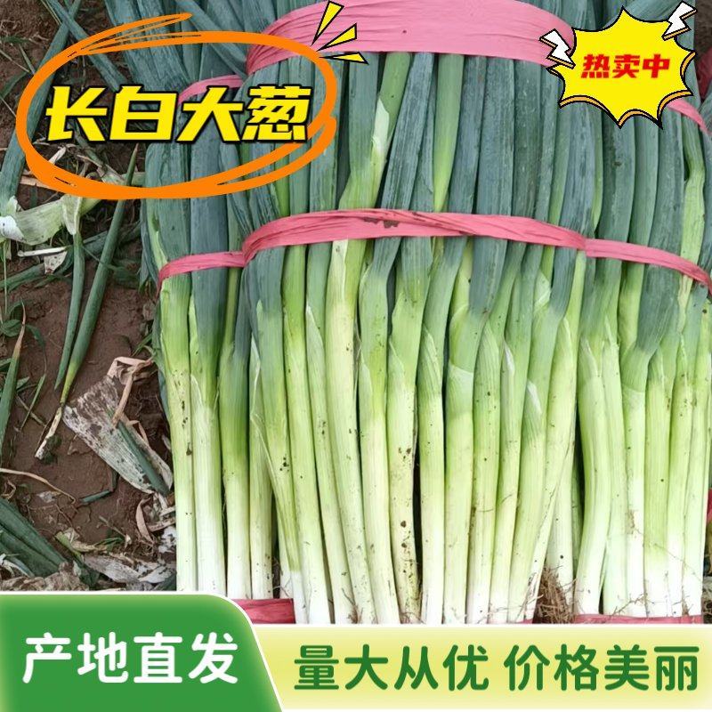 长白大葱上市中对接市场档口商超量大从优一条龙服务欢迎来电