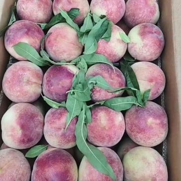 春美毛桃大量有货