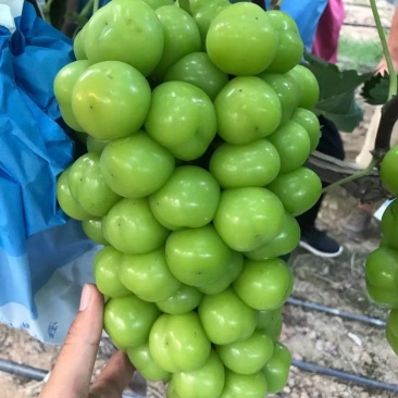 澧县万亩阳光玫瑰基地产地直销质量保正