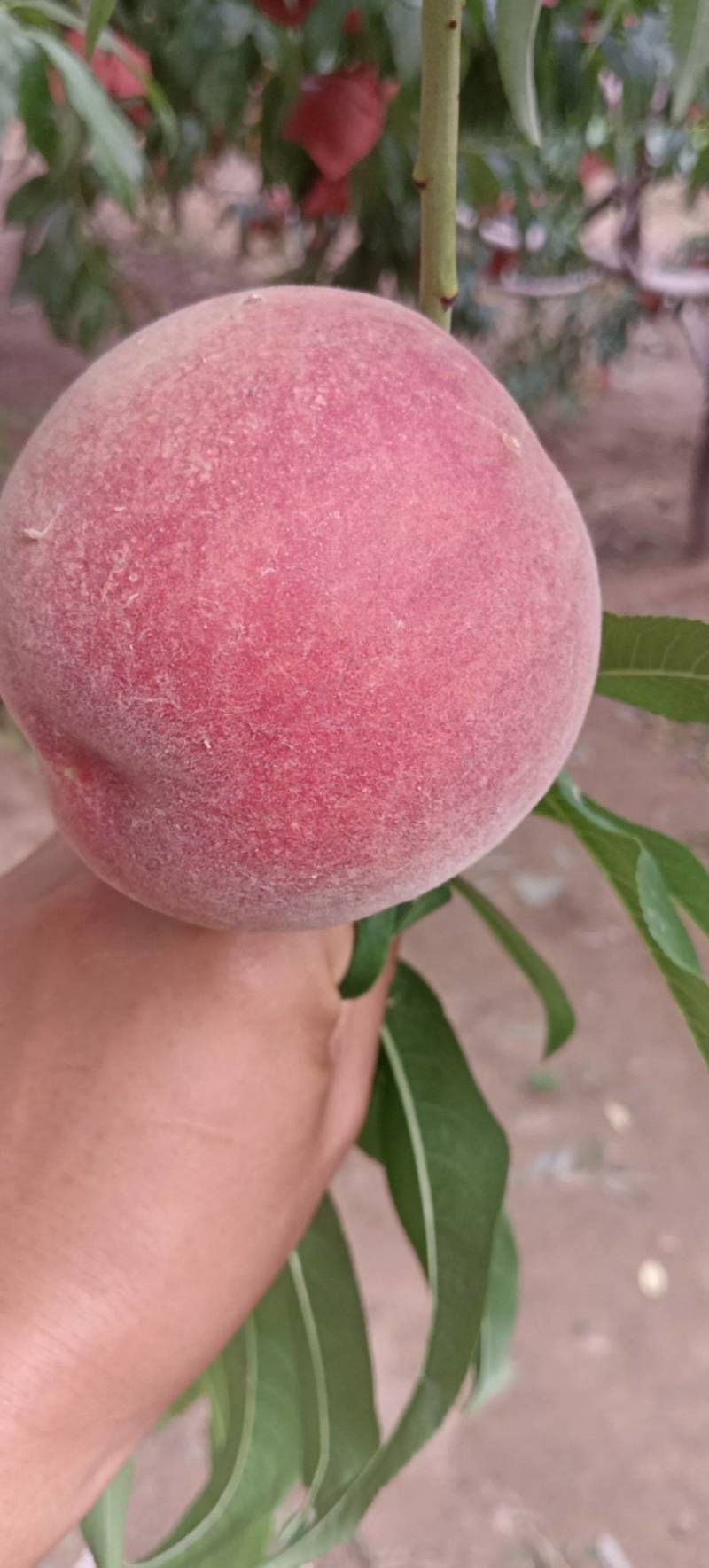 精品突围桃上市大量现货速发，产品保质保量，欢迎选购