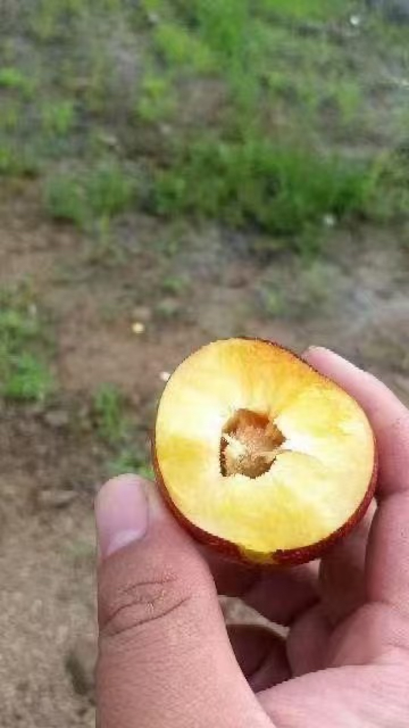 李子东北李子大量上市，全国发车货源充足量大价优