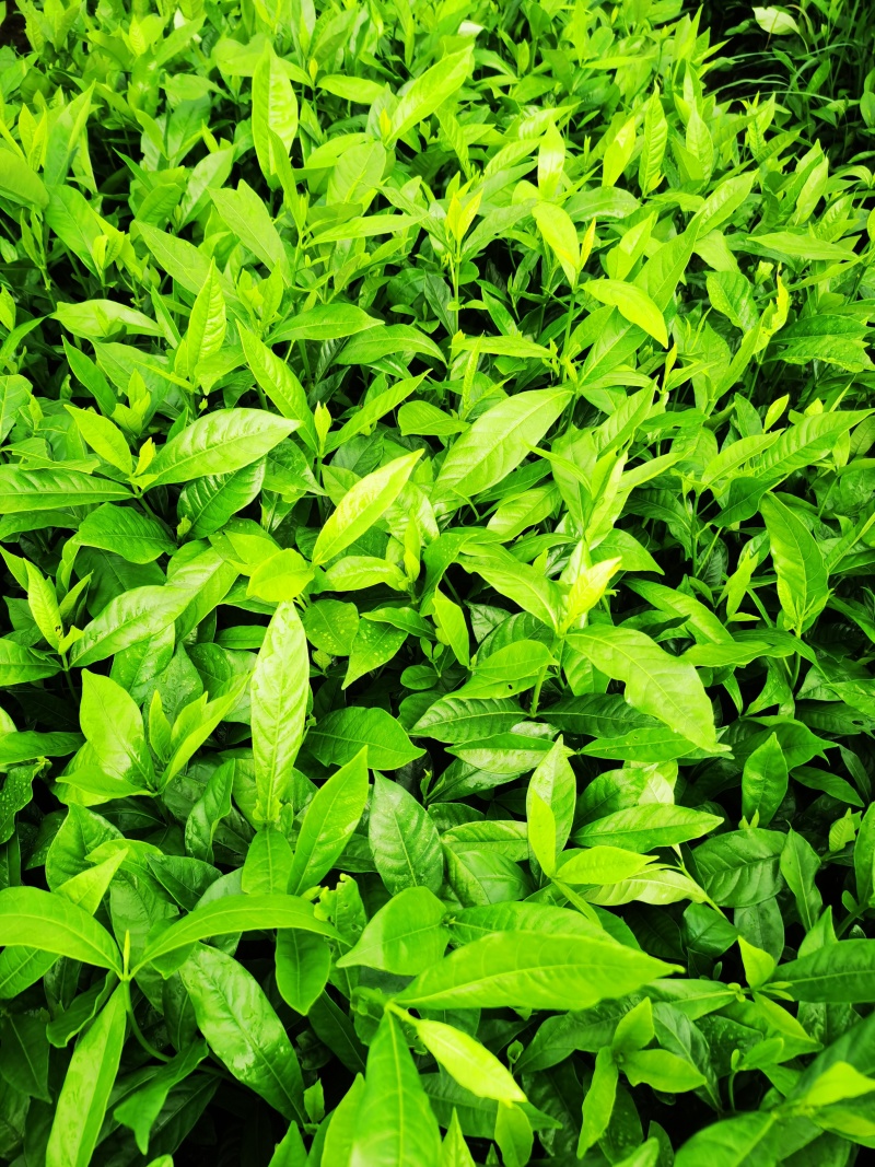 栀子苗药用黄栀子苗，自产自销，现挖现卖，苗圃发货！