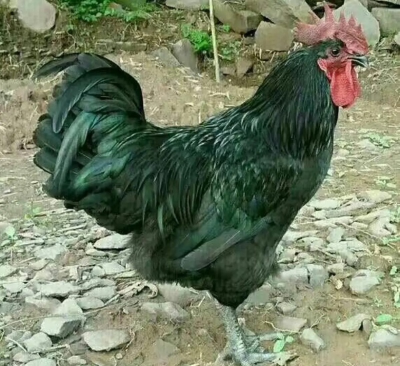 绿壳蛋鸡苗，包品种纯正，包打疫苗，包路损陪付
