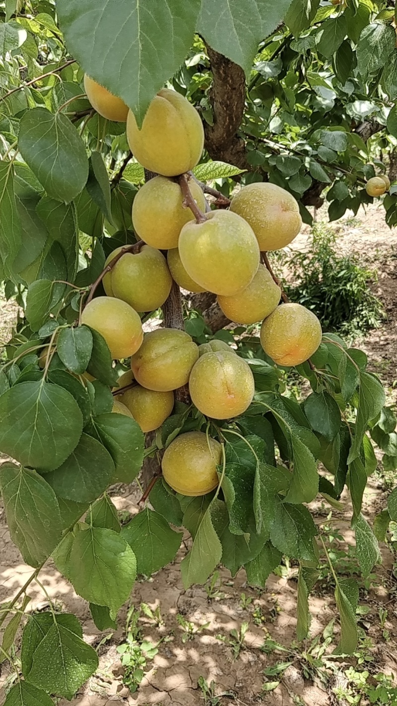 《荷兰香杏》黄杏/山西蜜杏/产地直发/保质量耐运输
