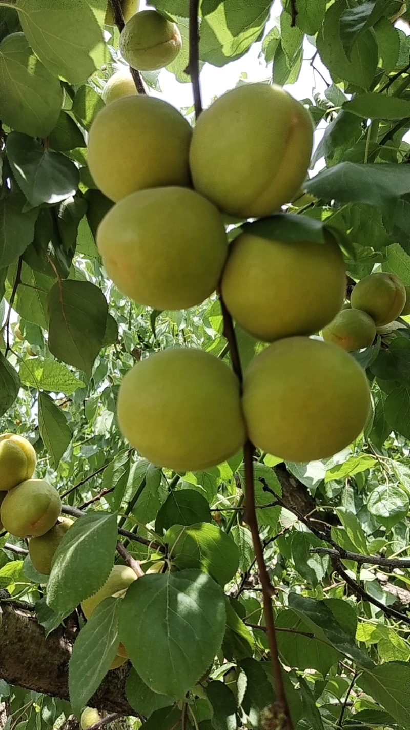 《荷兰香杏》黄杏/山西蜜杏/产地直发/保质量耐运输
