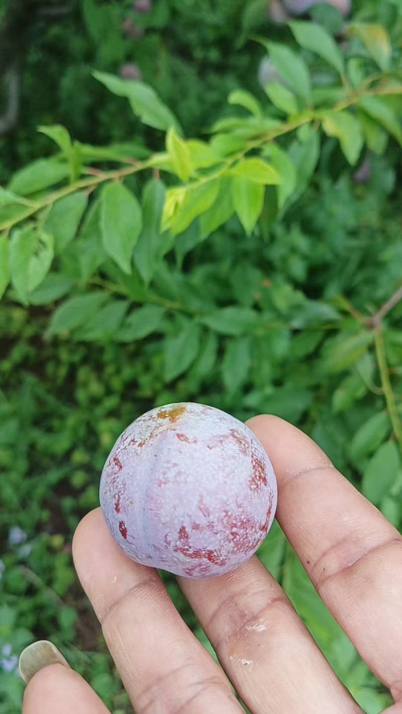 广东韶关翁源三华李子红心李子产地直发专业对接电商果市场果