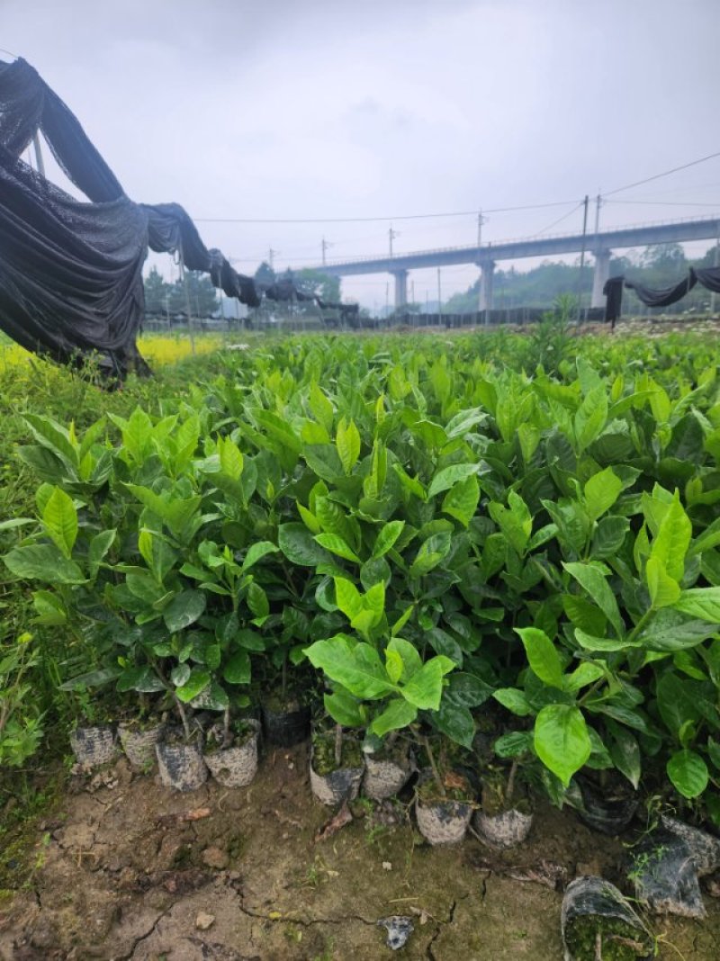 水栀子苗，水栀子扦插苗杯苗今冬明春可供八十万株！