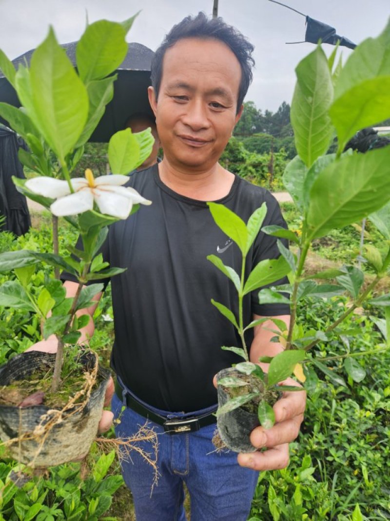 水栀子苗，水栀子扦插苗杯苗今冬明春可供八十万株！