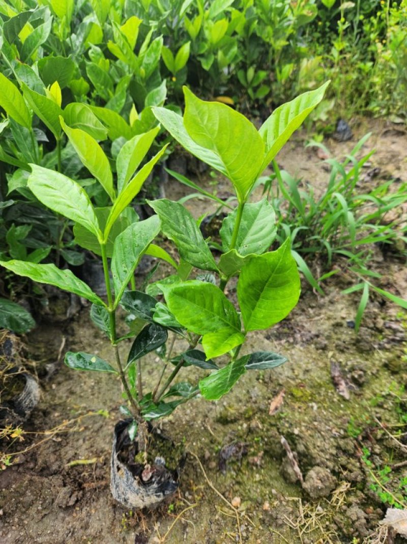 水栀子苗，水栀子扦插苗杯苗今冬明春可供八十万株！