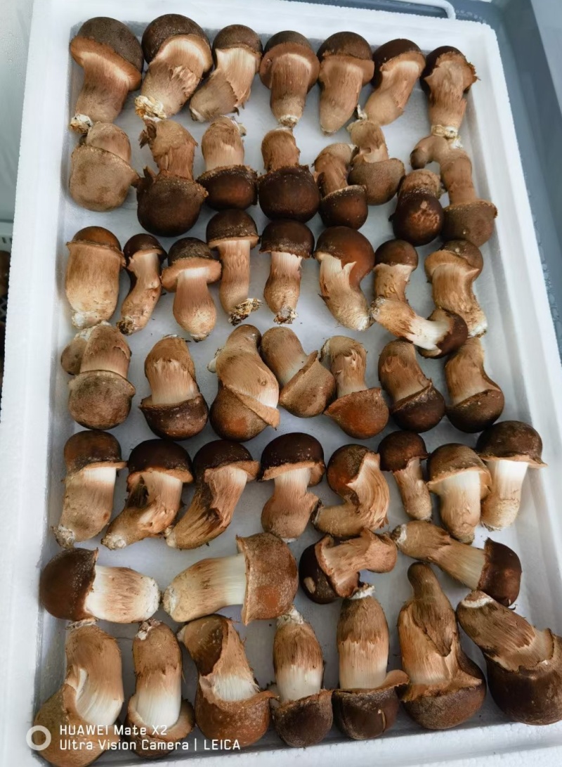 松茸，松茸批发，鲜松茸，生态松茸。