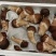 松茸，松茸批发，鲜松茸，生态松茸。