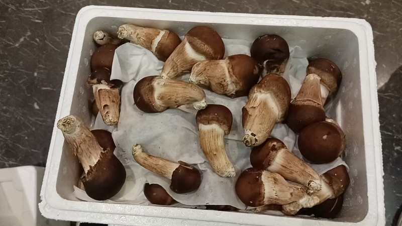 松茸，松茸批发，鲜松茸，生态松茸。