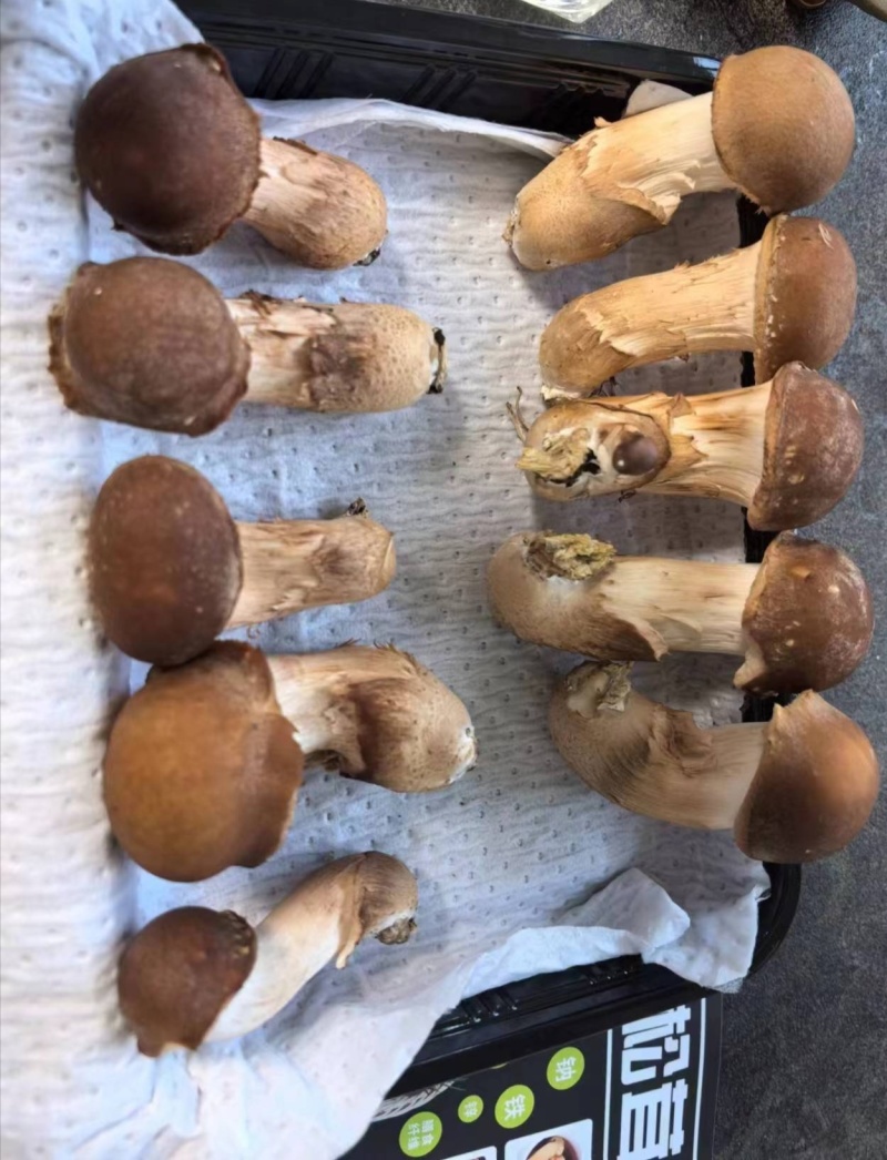 松茸，松茸批发，鲜松茸，生态松茸。