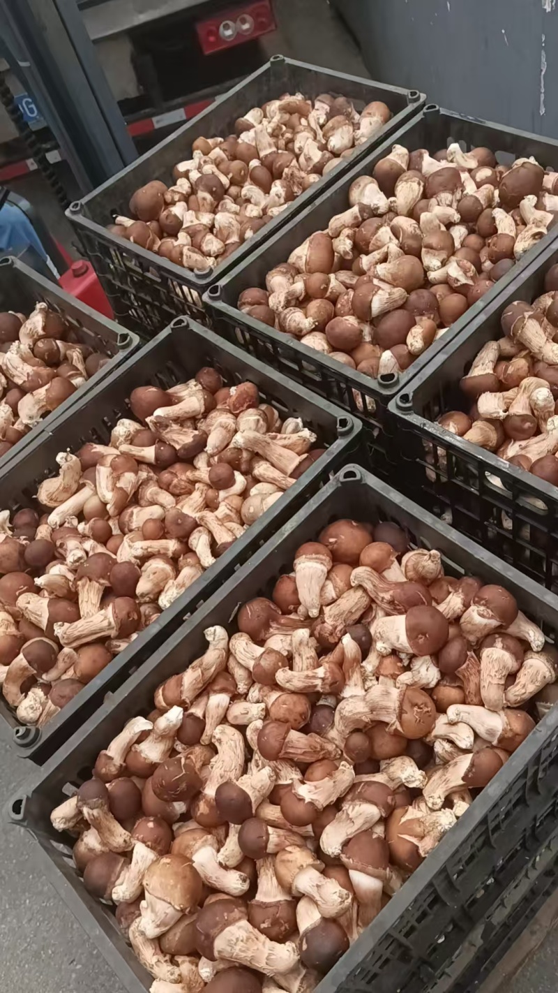 松茸，松茸批发，鲜松茸，生态松茸。