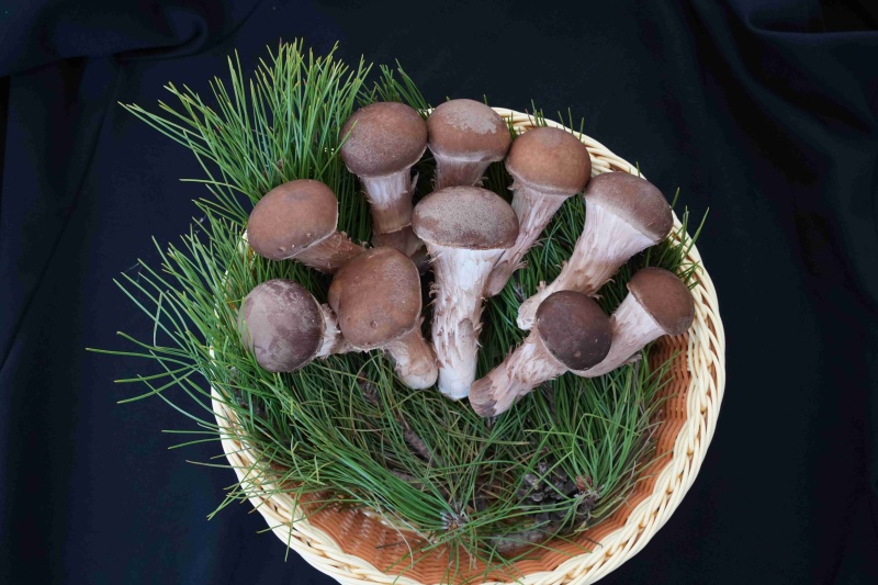 松茸，松茸批发，鲜松茸，生态松茸。