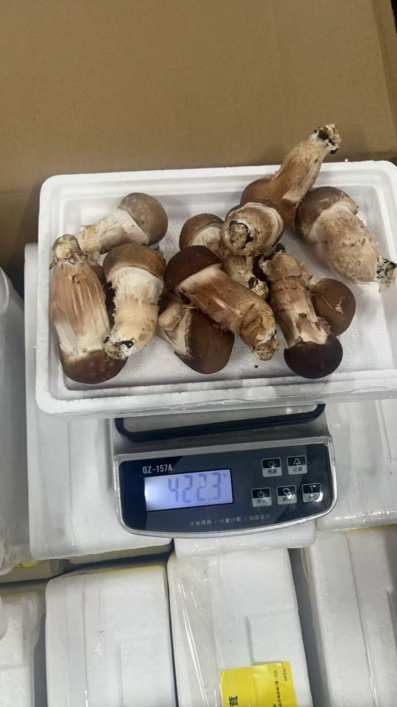 松茸，鲜松茸，松茸批发，生态松茸量大质优价格优惠