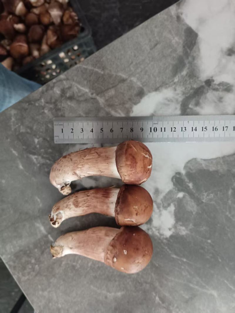 松茸，鲜松茸，松茸批发，生态松茸量大质优价格优惠