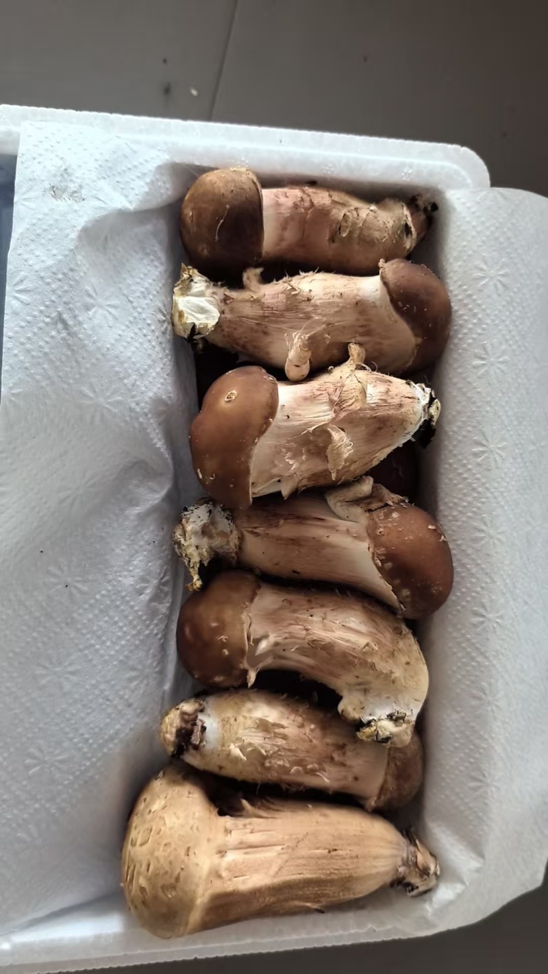 松茸，鲜松茸，松茸批发，生态松茸量大质优价格优惠