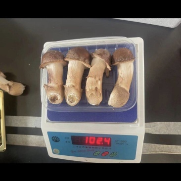 松茸，鲜松茸，松茸批发，生态松茸量大质优价格优惠