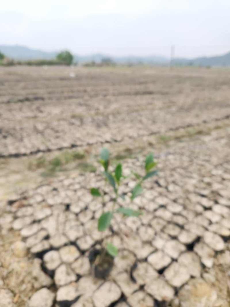 水栀子苗，水栀子扦插苗营养杯苗，今冬明春自产自销八十万株！