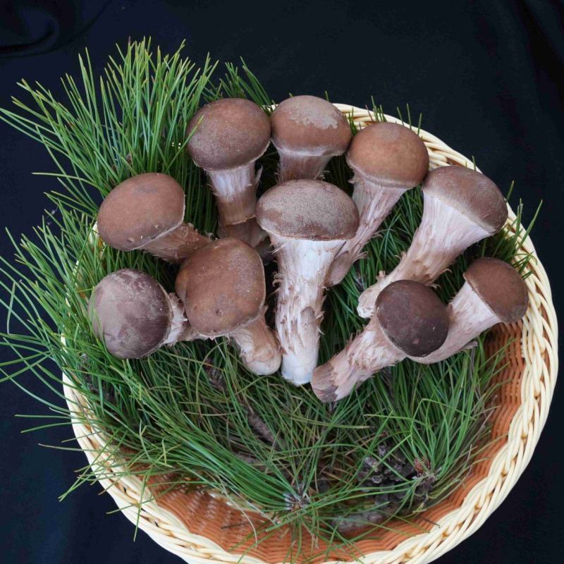 松茸基地大量种植量大质优价格优惠欢迎咨询采购