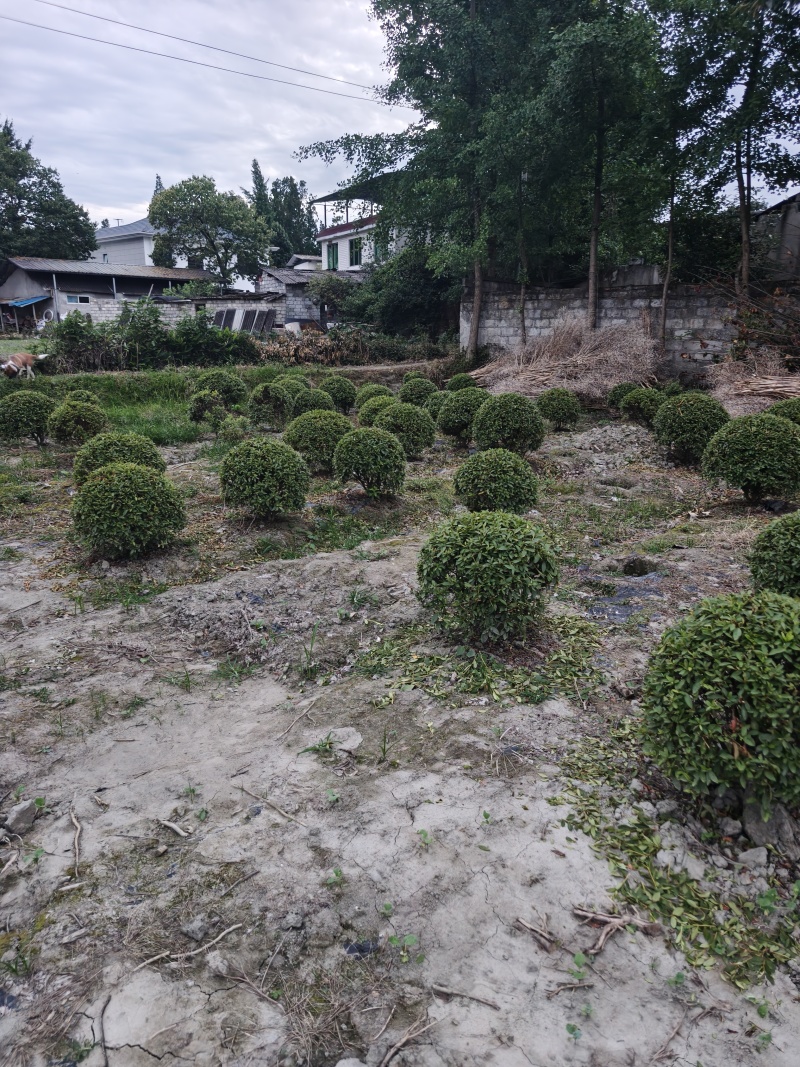 春娟，杜鹃球