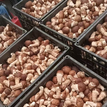 松茸鲜松茸，松茸批发生态松茸