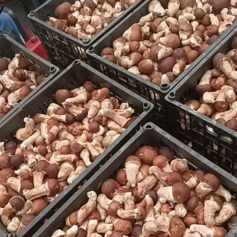 松茸鲜松茸，松茸批发生态松茸