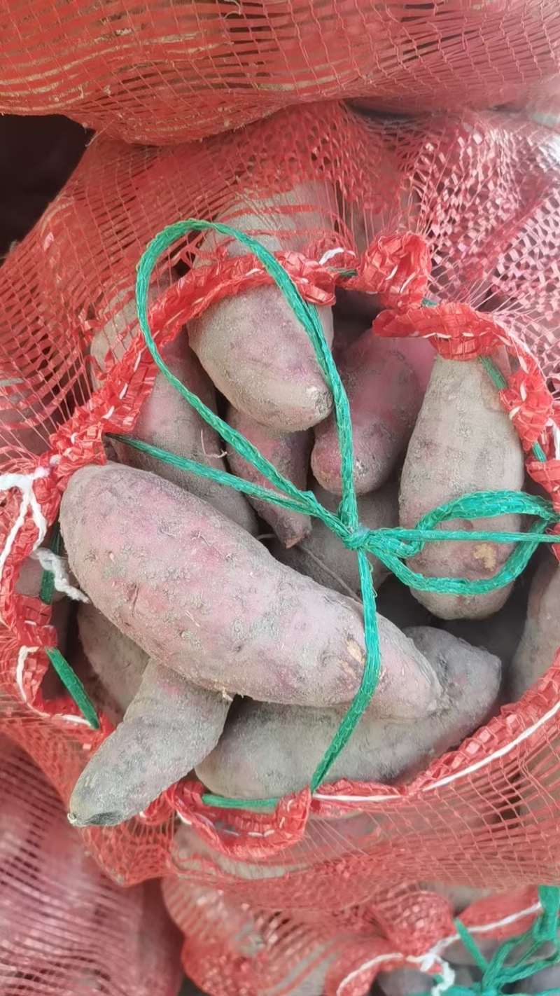 西瓜红蜜薯2两起