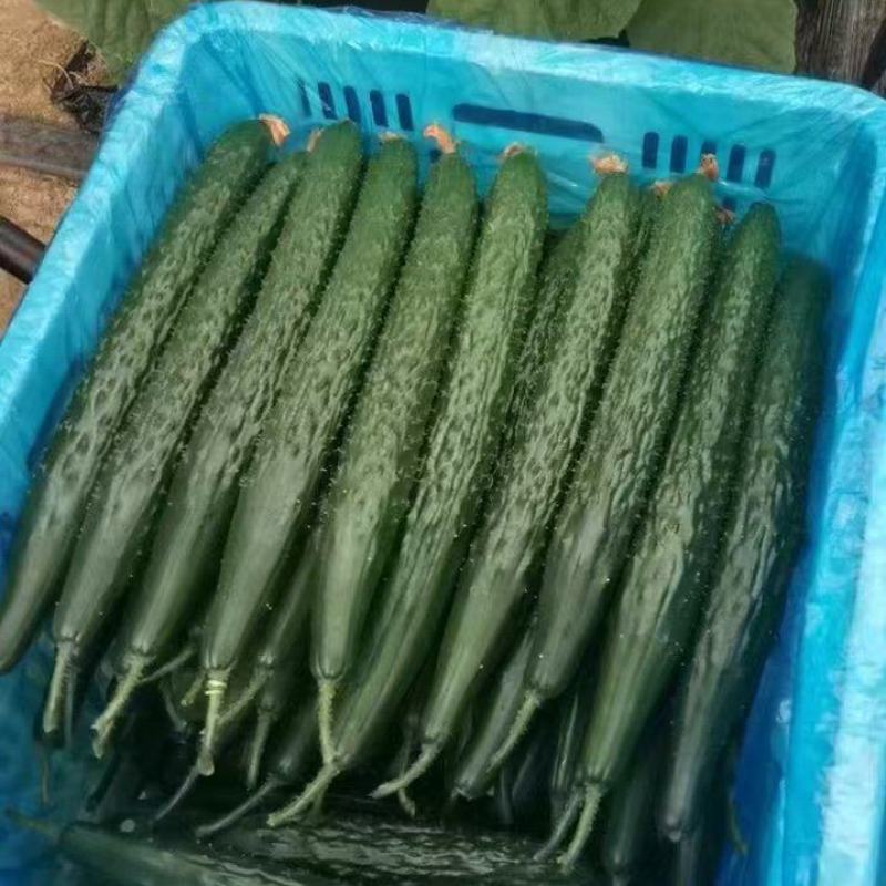 山东聊城莘县精品密刺黄瓜，大量有货，价格美丽，欢迎致电