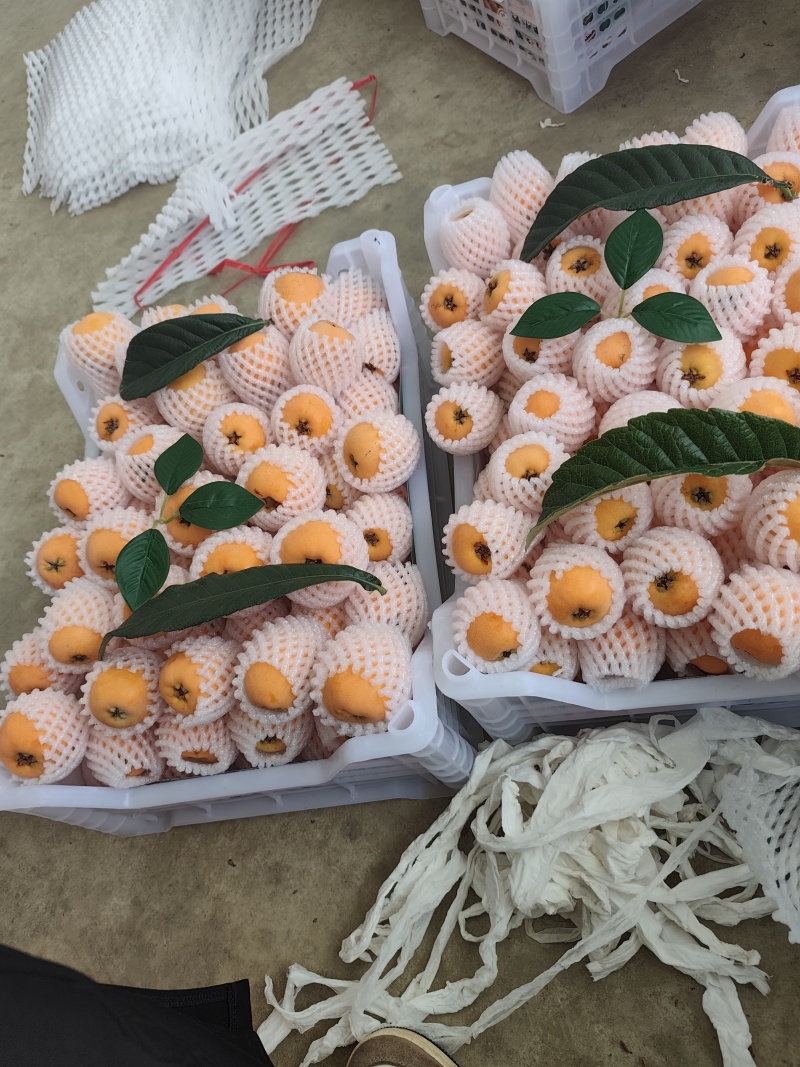 五星大枇杷，皮薄肉厚，纯甜。价钱不贵，经济实惠，需要的老