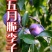 热销五月脆李子个头饱满现摘现发品质保障价格实惠欢迎电联