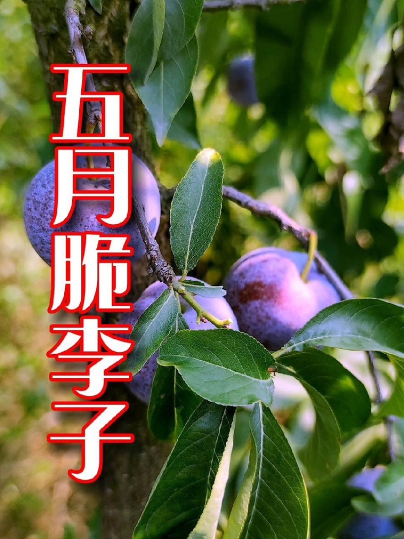 热销五月脆李子个头饱满现摘现发品质保障价格实惠欢迎电联
