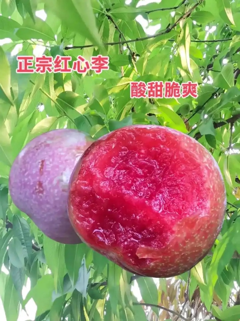 精选湖北李子红心李子现摘现发价格实惠欢迎联系