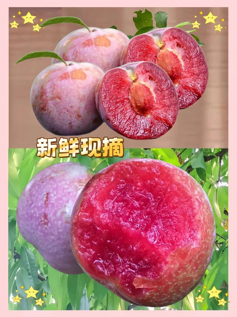 精选湖北李子红心李子现摘现发价格实惠欢迎联系