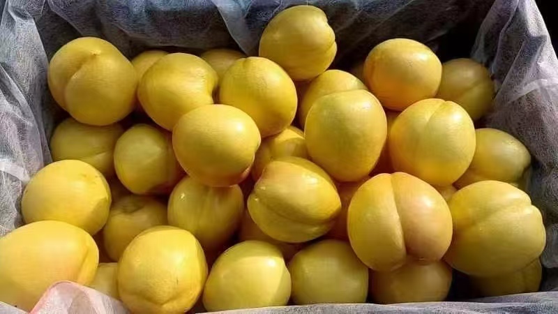 山东蒙阴黄油桃，大量有货，品质佳，规格齐全，欢迎咨询