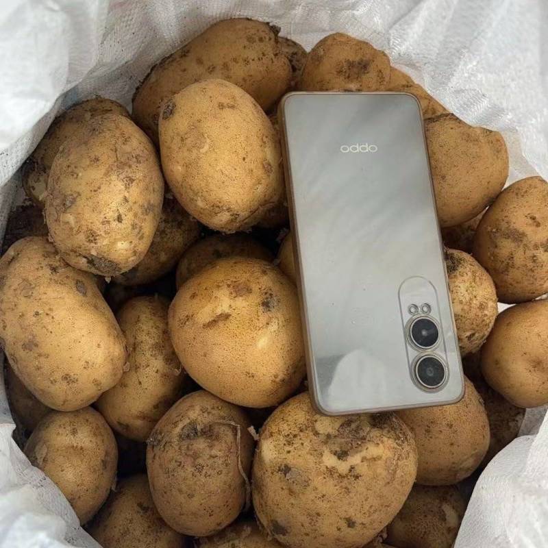 2025年大西洋薯片土豆长期供应