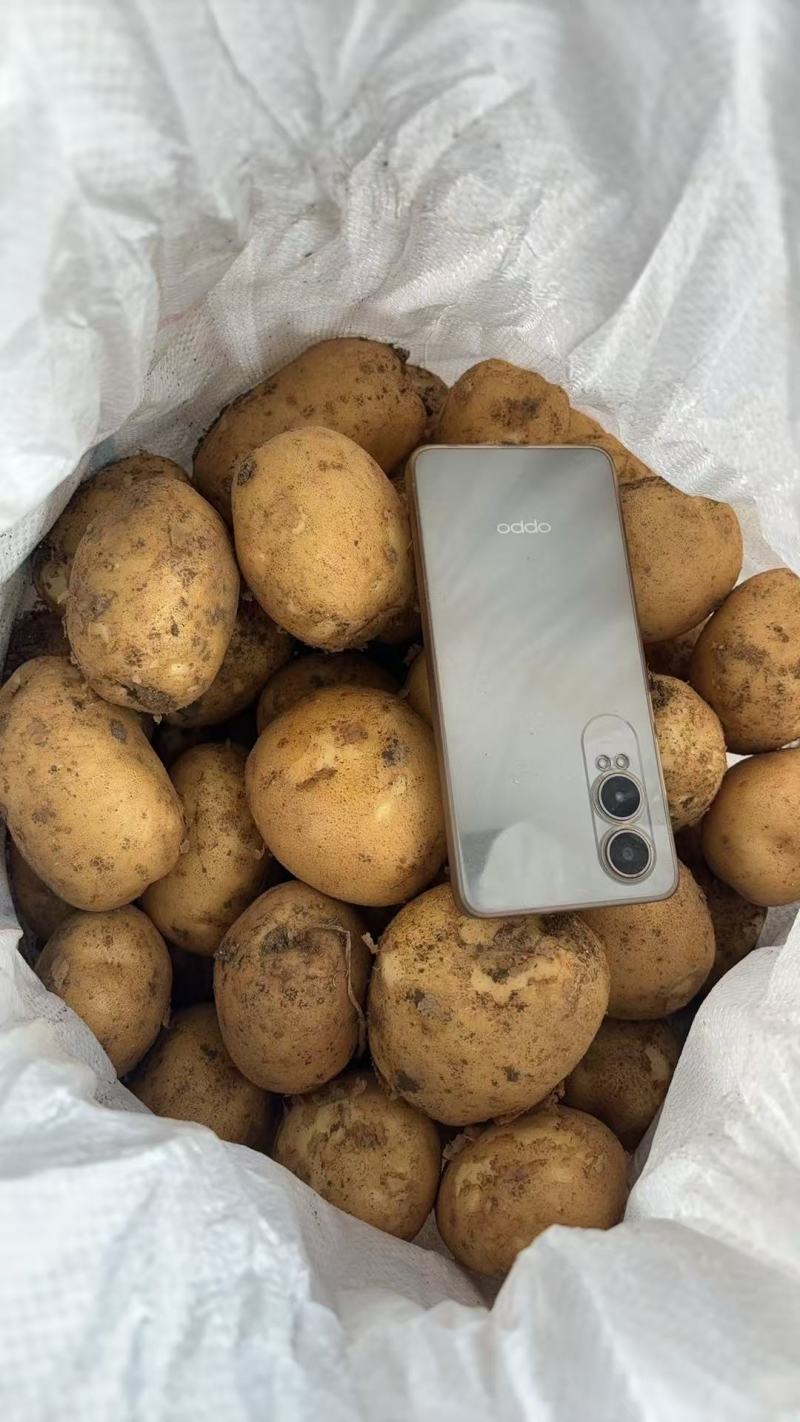 2025年大西洋薯片土豆长期供应