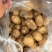 2025年大西洋薯片土豆长期供应