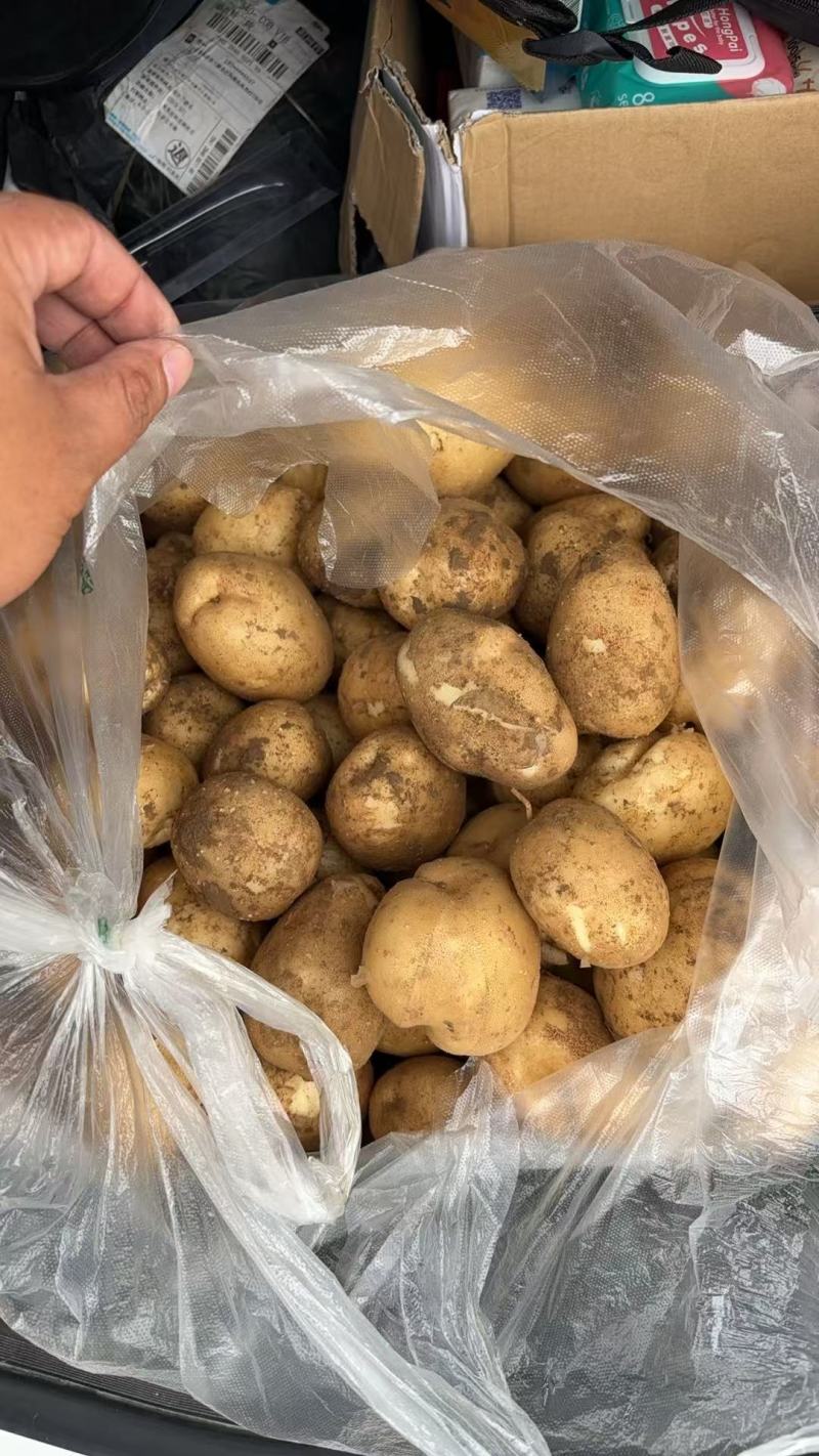 2025年大西洋薯片土豆长期供应