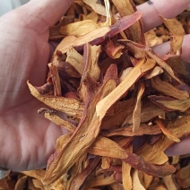 广西玉林骨碎补蕨类植物根茎粗壮一手货源品质保障