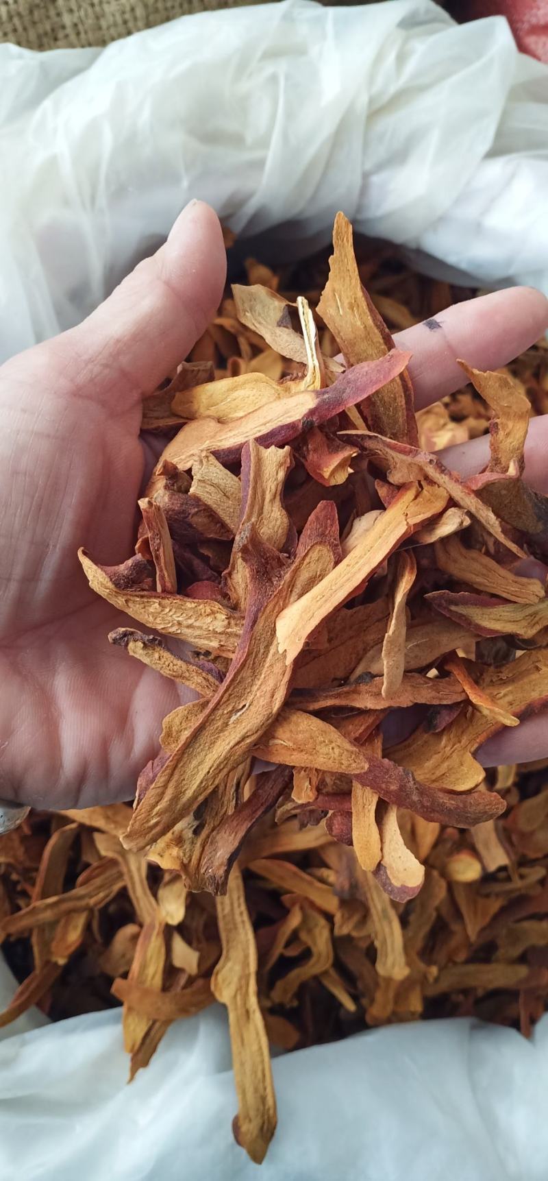 广西玉林骨碎补蕨类植物根茎粗壮一手货源品质保障