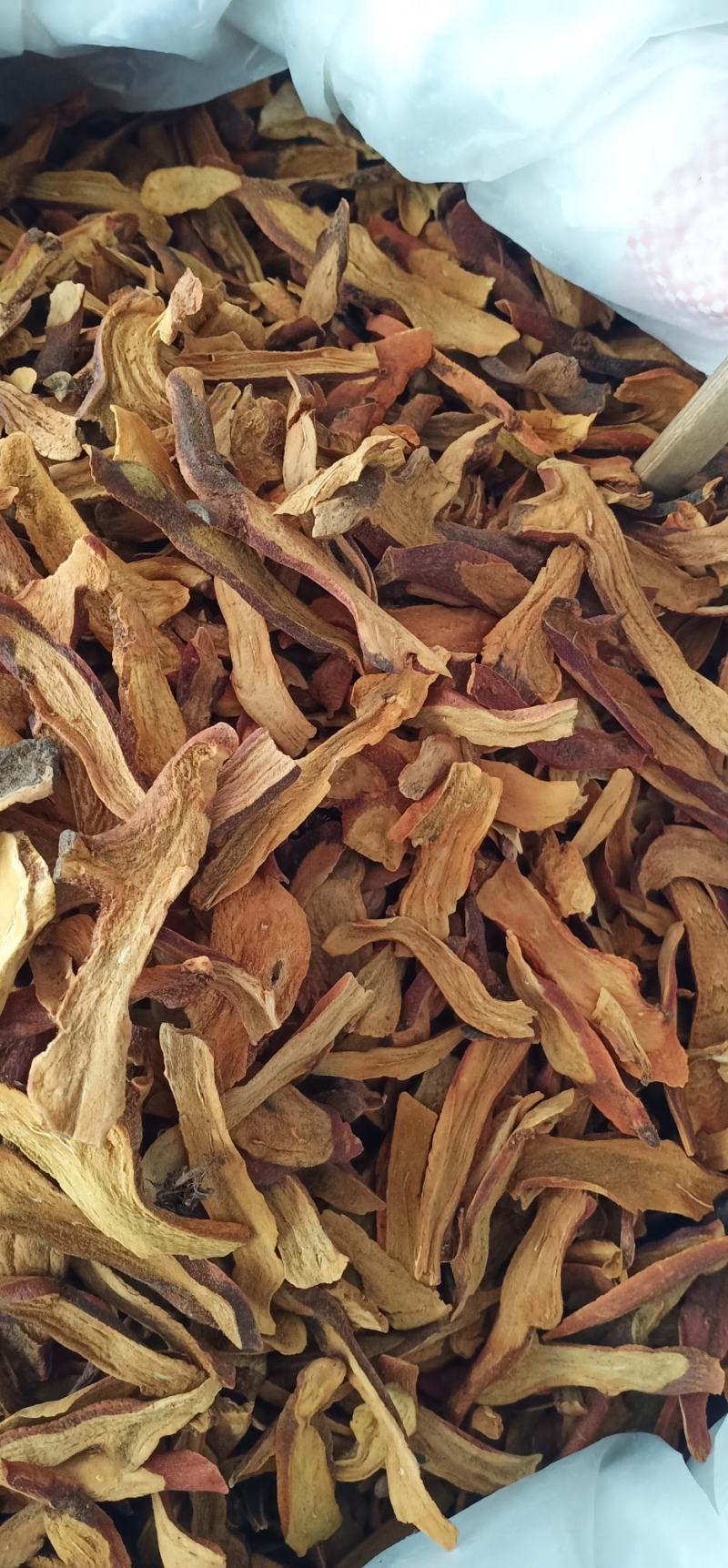 广西玉林骨碎补蕨类植物根茎粗壮一手货源品质保障