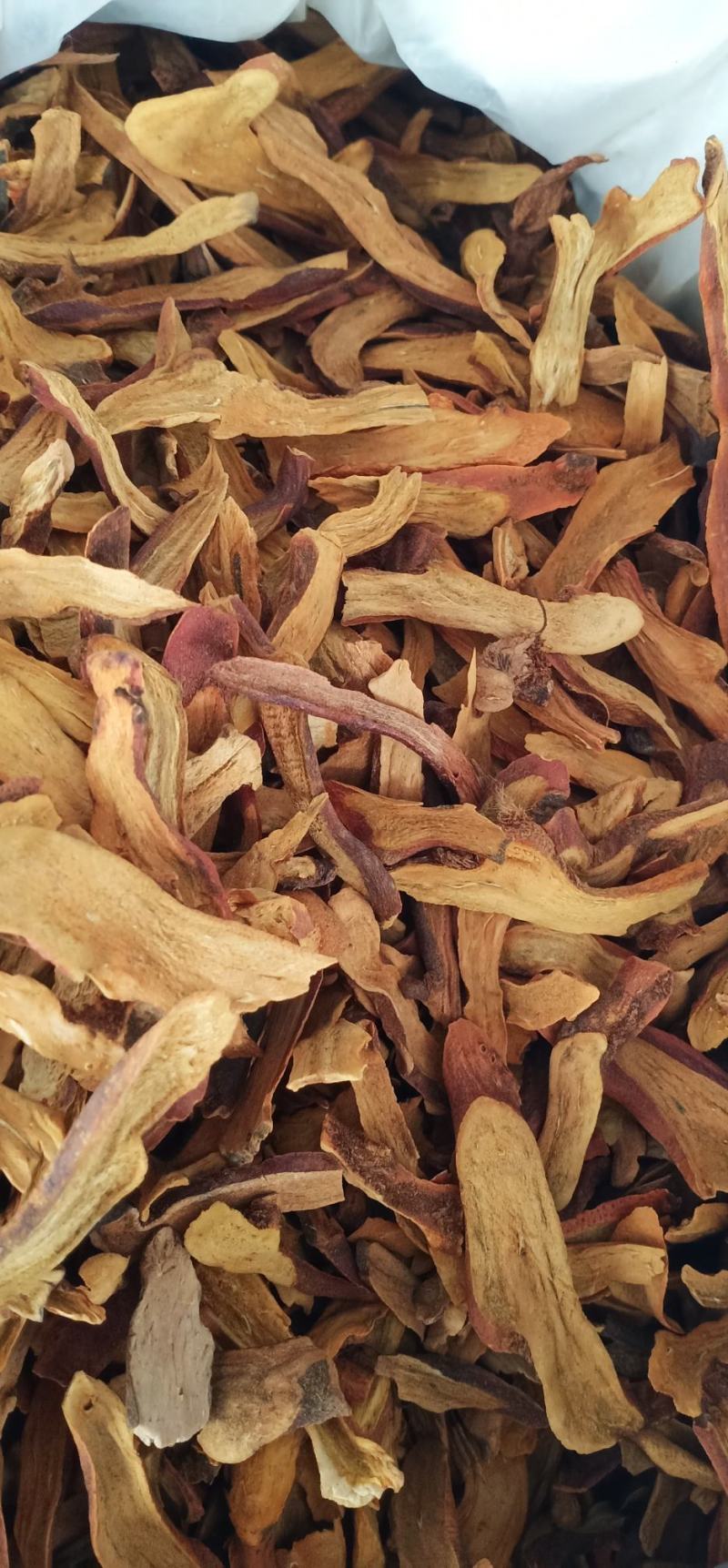 广西玉林骨碎补蕨类植物根茎粗壮一手货源品质保障