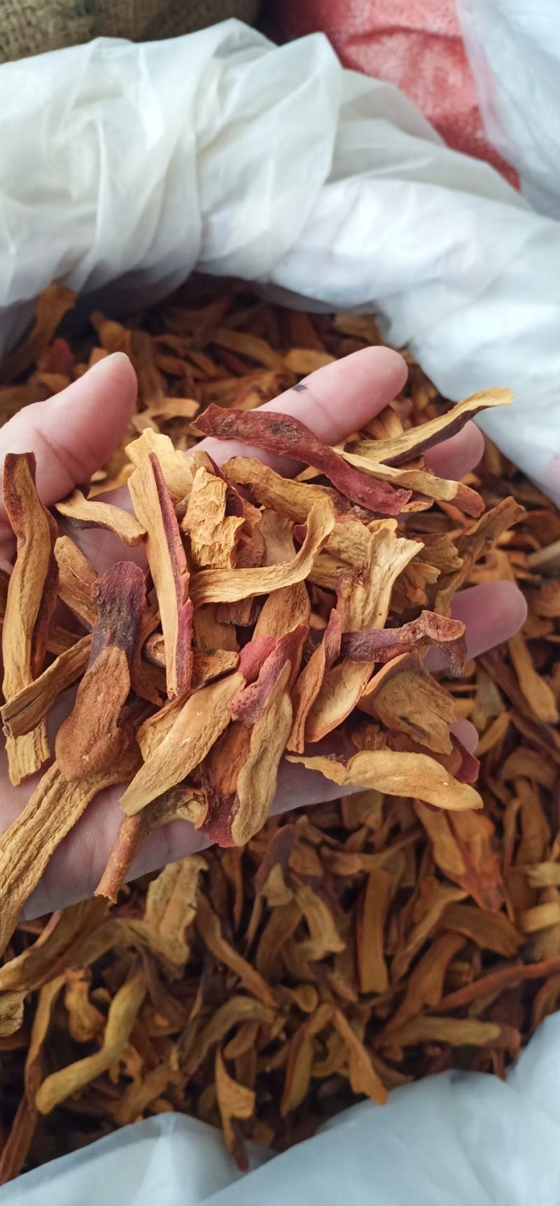 广西玉林骨碎补蕨类植物根茎粗壮一手货源品质保障