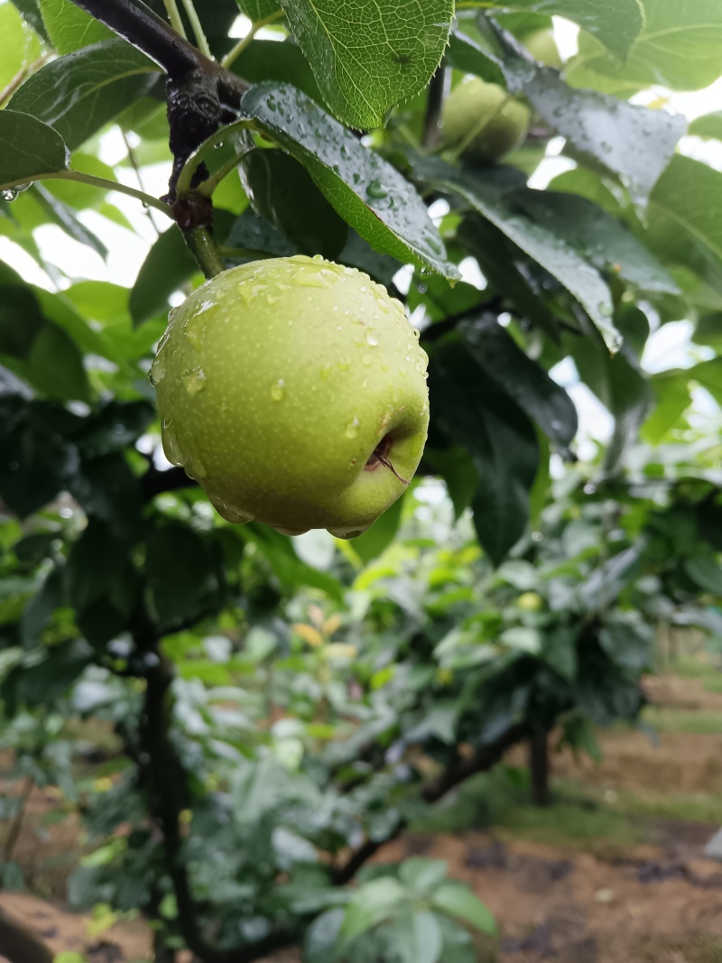 翠冠梨，翠玉梨