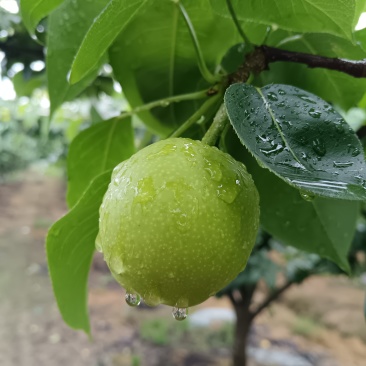 翠冠梨，翠玉梨