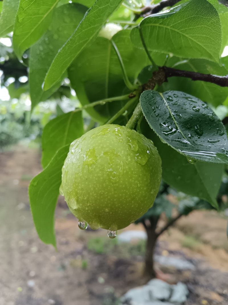 翠冠梨，翠玉梨